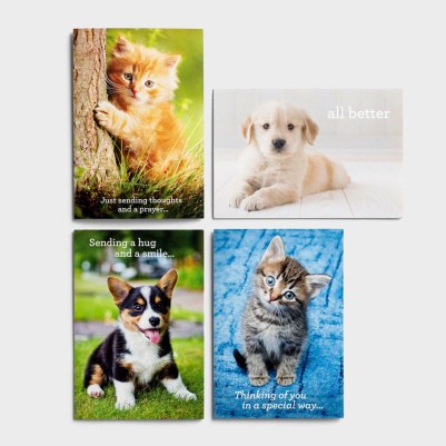 GC: Boxed Get Well Whiskers and Paws
